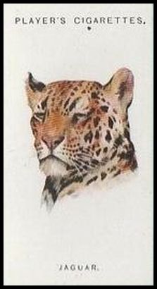 31 Jaguar